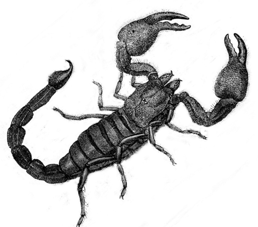 scorpion